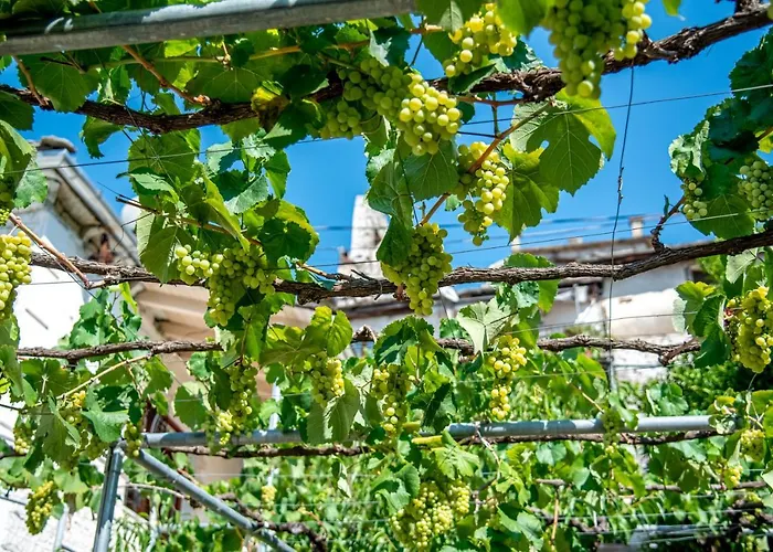 Guest House Garden Gjirokaster
